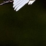 IMG_9807 Garde boeufs 